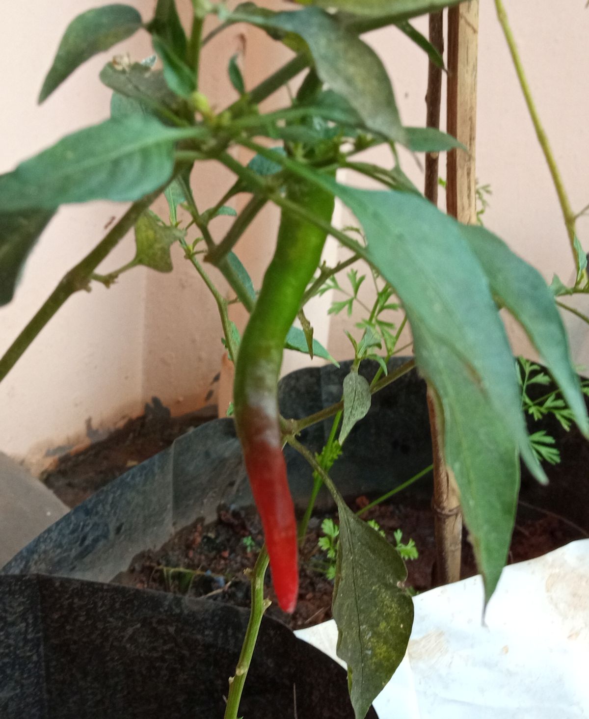 Chili fruit ripening