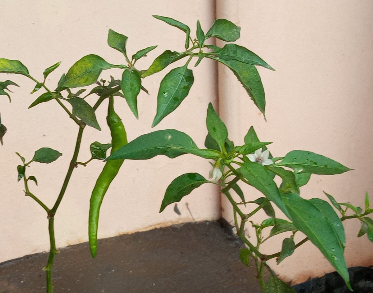 Chili plant (Capsicum annuum) fruit maturing