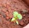 Coriander plants growing