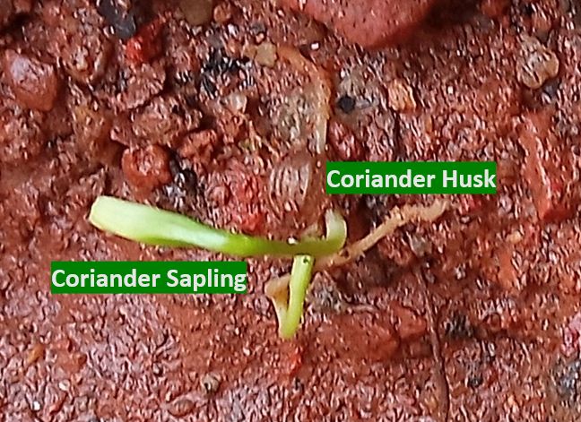 Coriander (Coriandrum sativum) sapling - very early stage