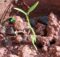 Coriander seedlings