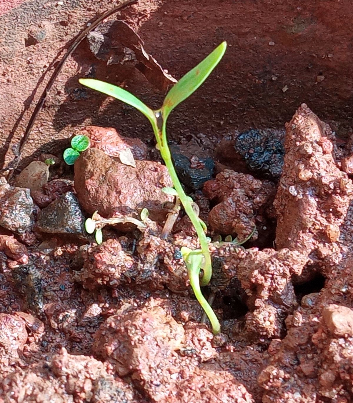 Coriander seedlings