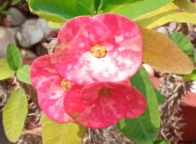 Crown of thorns (Euphorbia milii)