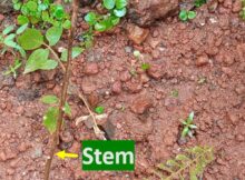 Curry leaves replanted