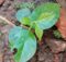 Jasmine plant with new leaves