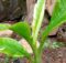 Plantain (Musa acuminata) plant