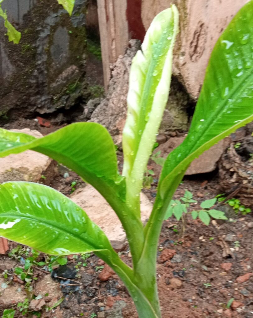 Plantain (Musa acuminata) plant