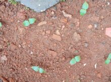New set of pea seedlings