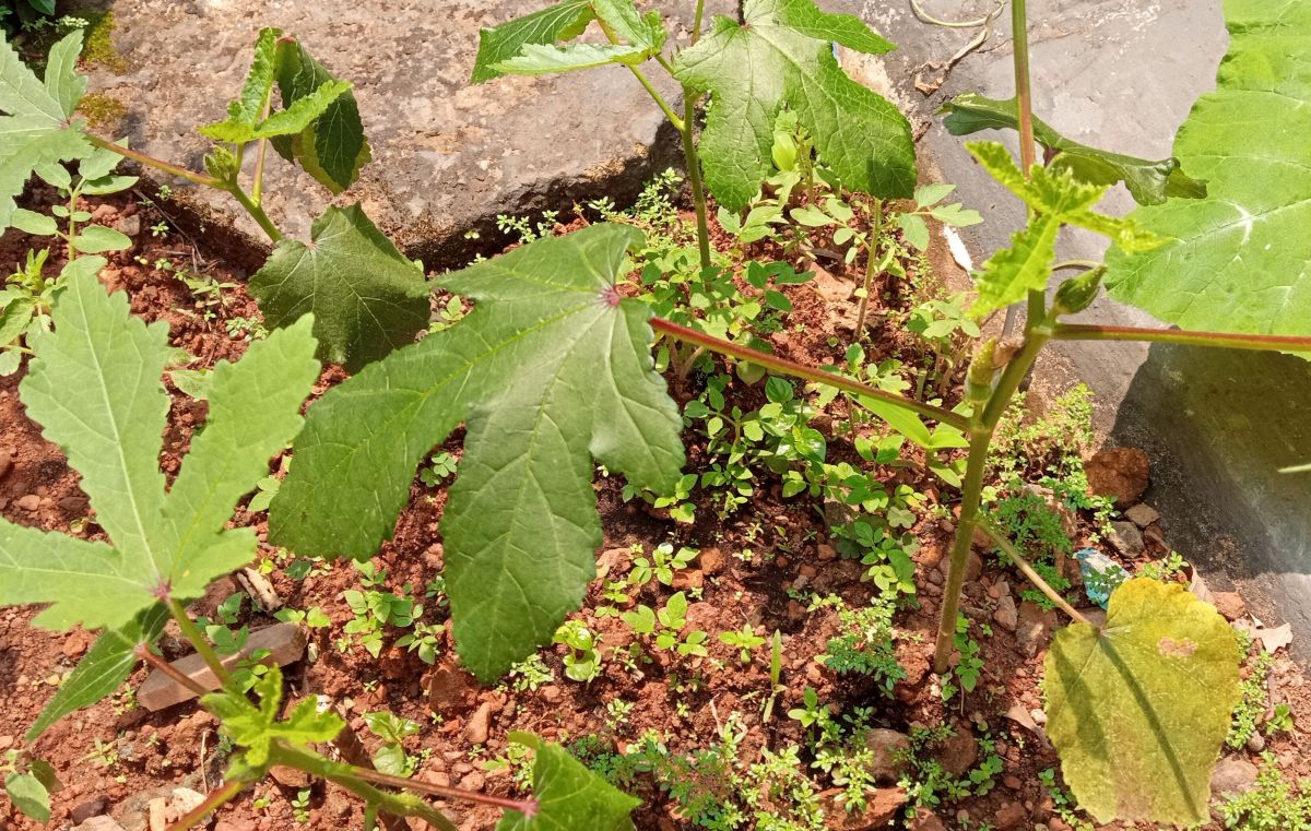 Okra second set with buds and tiny fruits