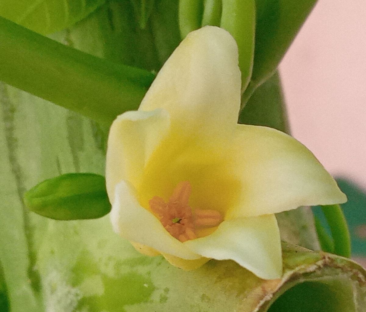 Papaya male flower and bud