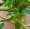 Papaya male flower buds