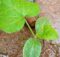 Pumpkin sapling (Cucurbita pepo) growing