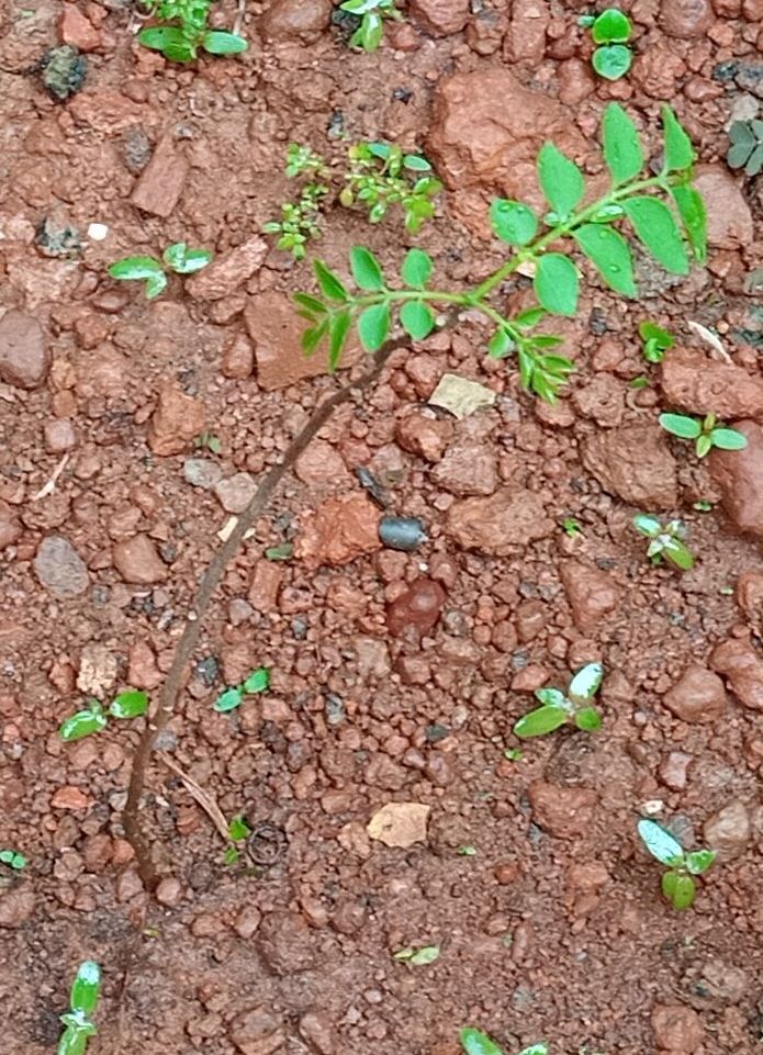 Rejuvenating curry leaves plant