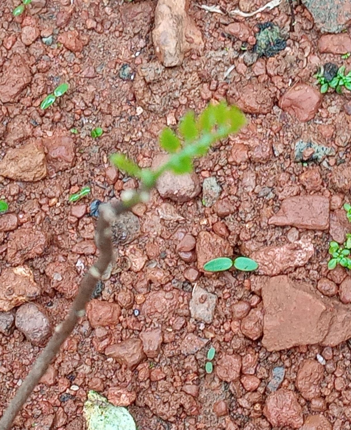 Replanted curry leaves springing new leaves