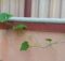 Ridge gourd plant on the wall