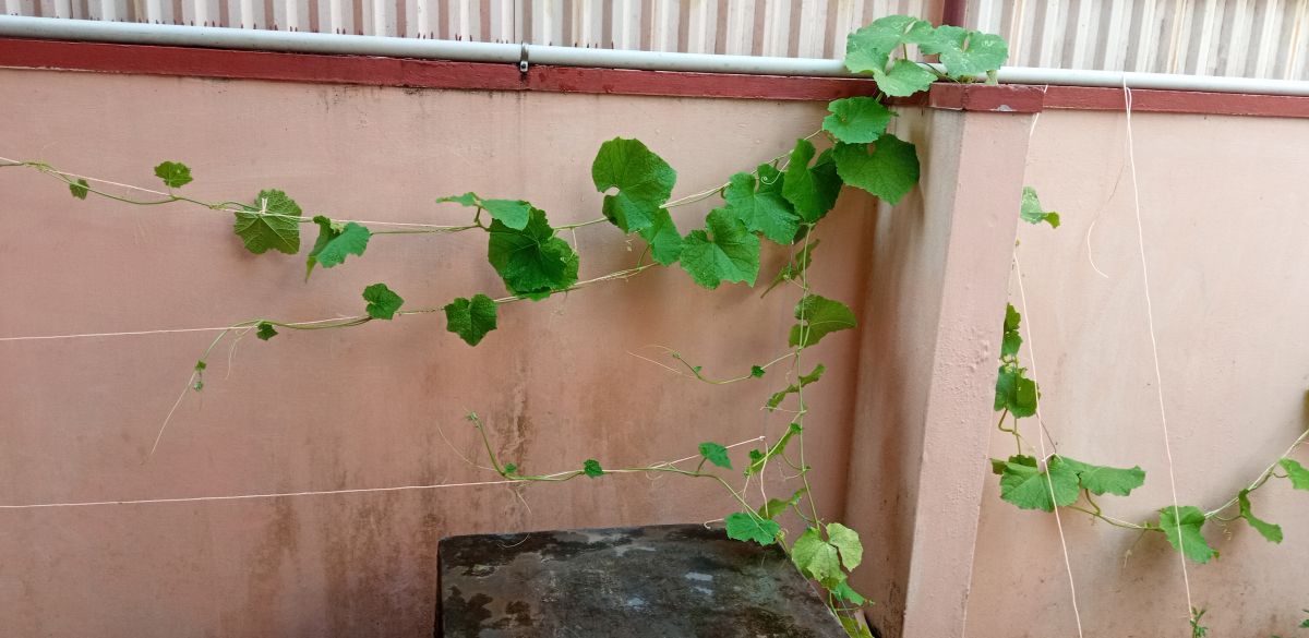 Ridge gourd plant spreading