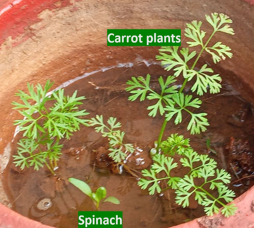 Spinach saplings (Spinacia oleracea) and carrot plants