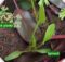 Spinach sapling (Spinacia oleracea) growing