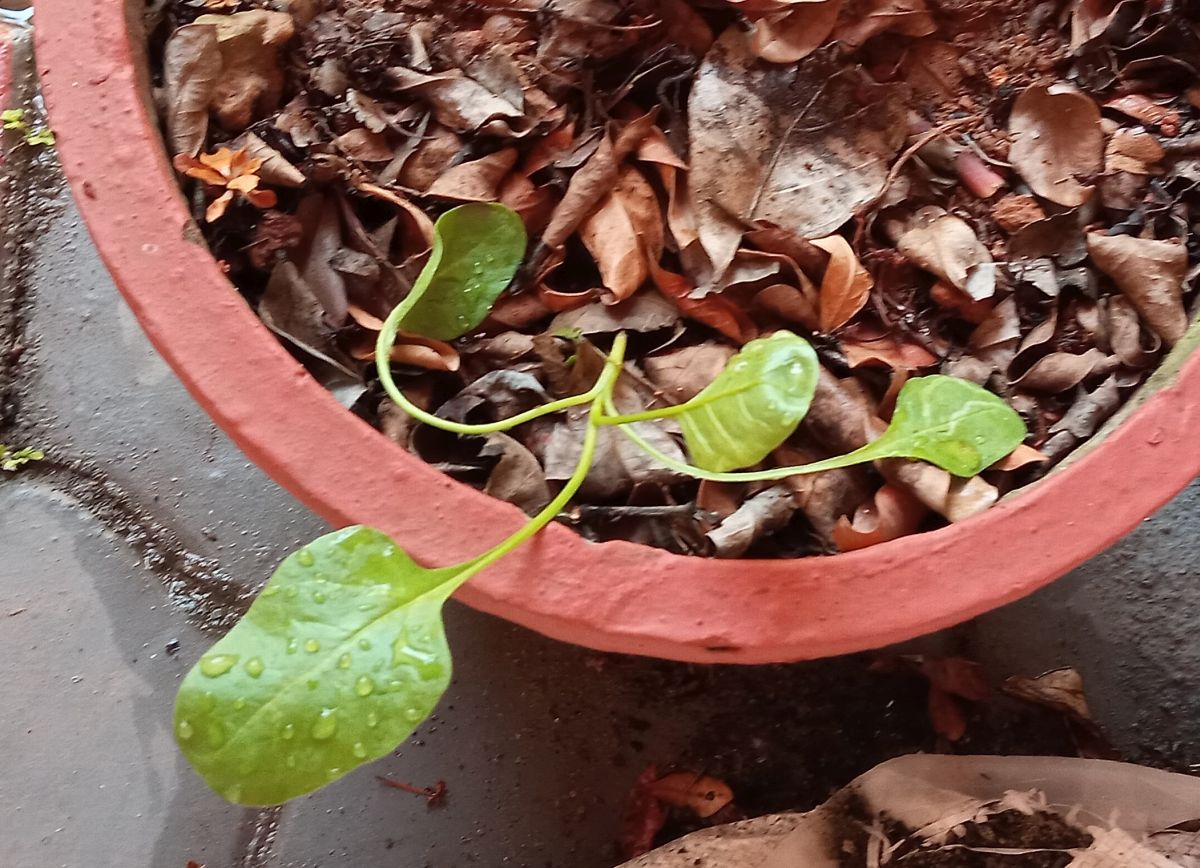 Spinach sapling replanted