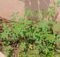 Tomato plants