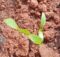 Coriander saplings