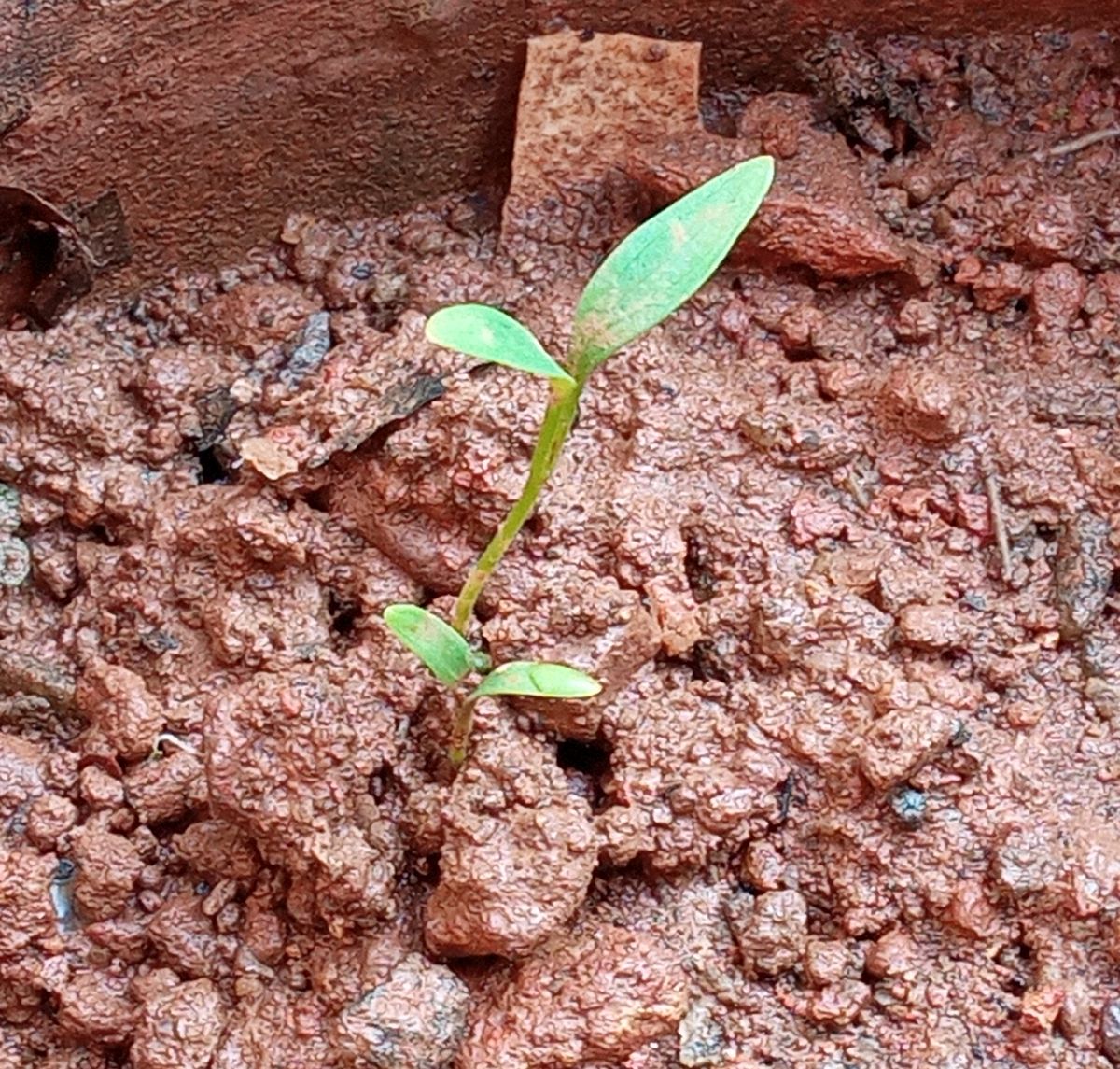 coriander seedling update