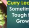 curry leaves