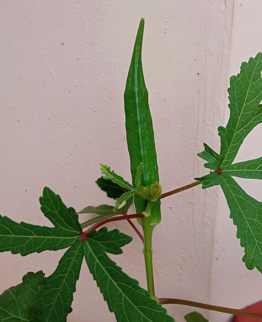 Okra (Abelmoschus esculentus) mature fruit