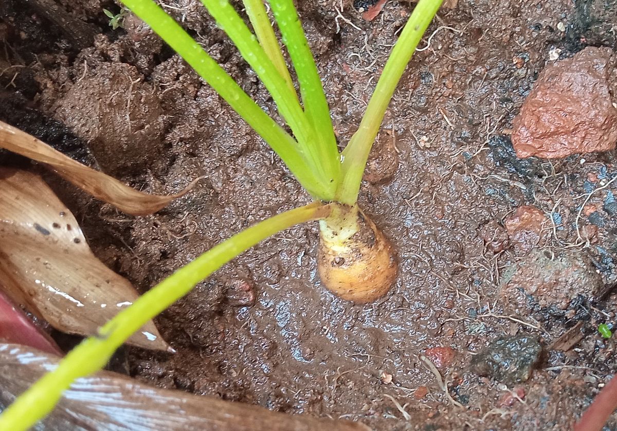 Carrot developing