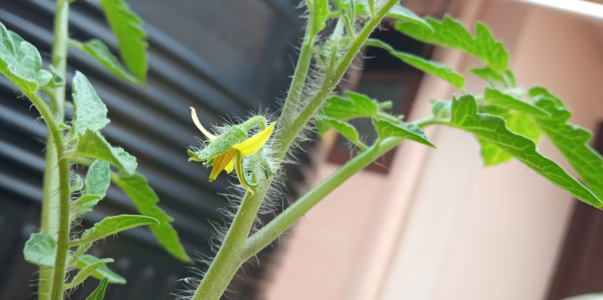 Tomato flower