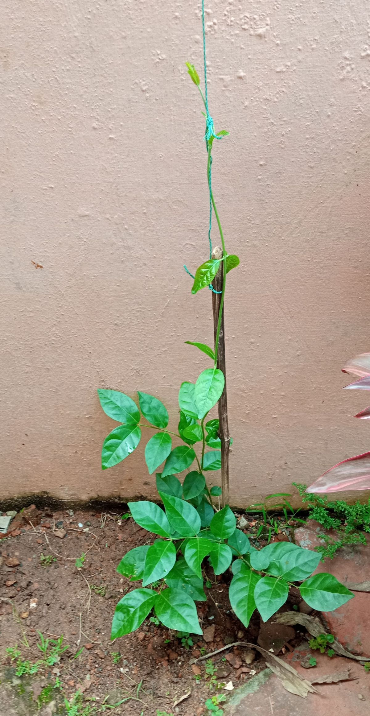 Jasmine plant