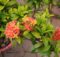 Beautiful Ixora flowers with plenty of leaves