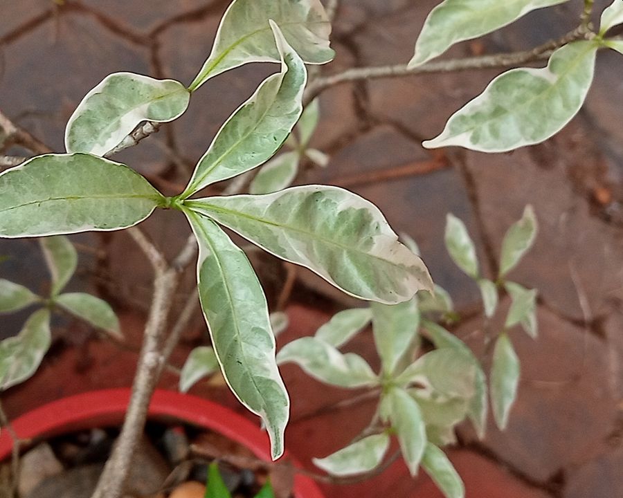 Crepe Jasmine with variegated leaves