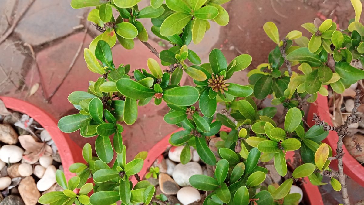 Ixora buds