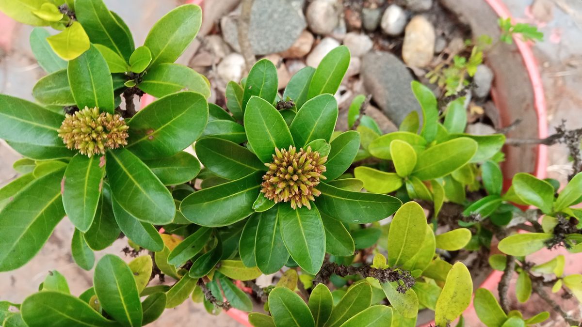 Ixora flower buds