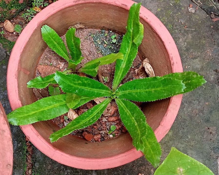 Mexican coriander growing