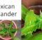 Mexican coriander