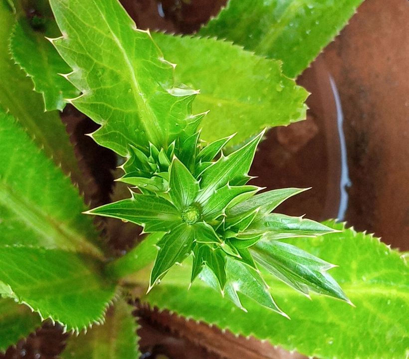 Mexican coriander developing inflorescence