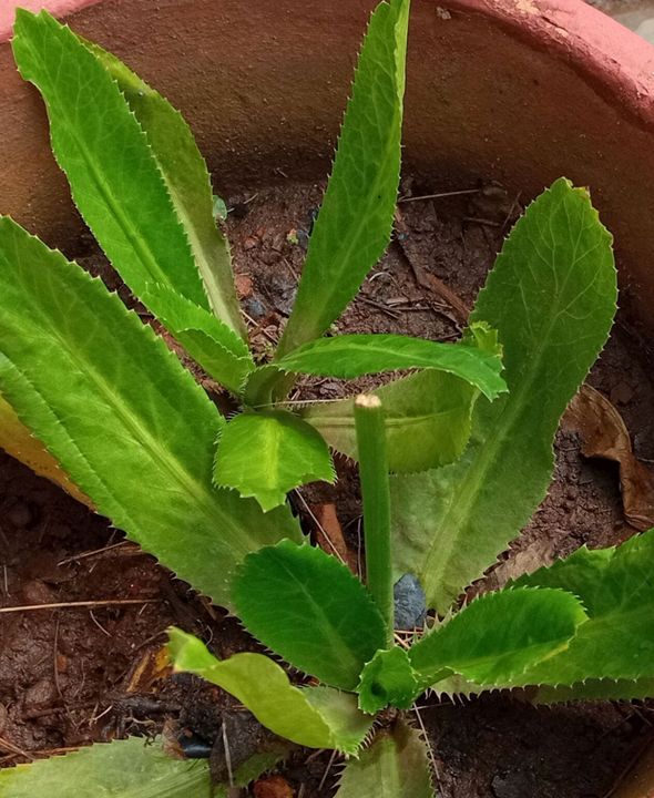 Mexican coriander inflorescence removed