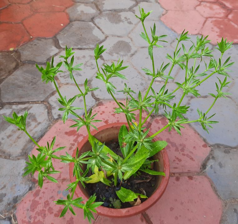 Mexican coriander multi branched inflorescence
