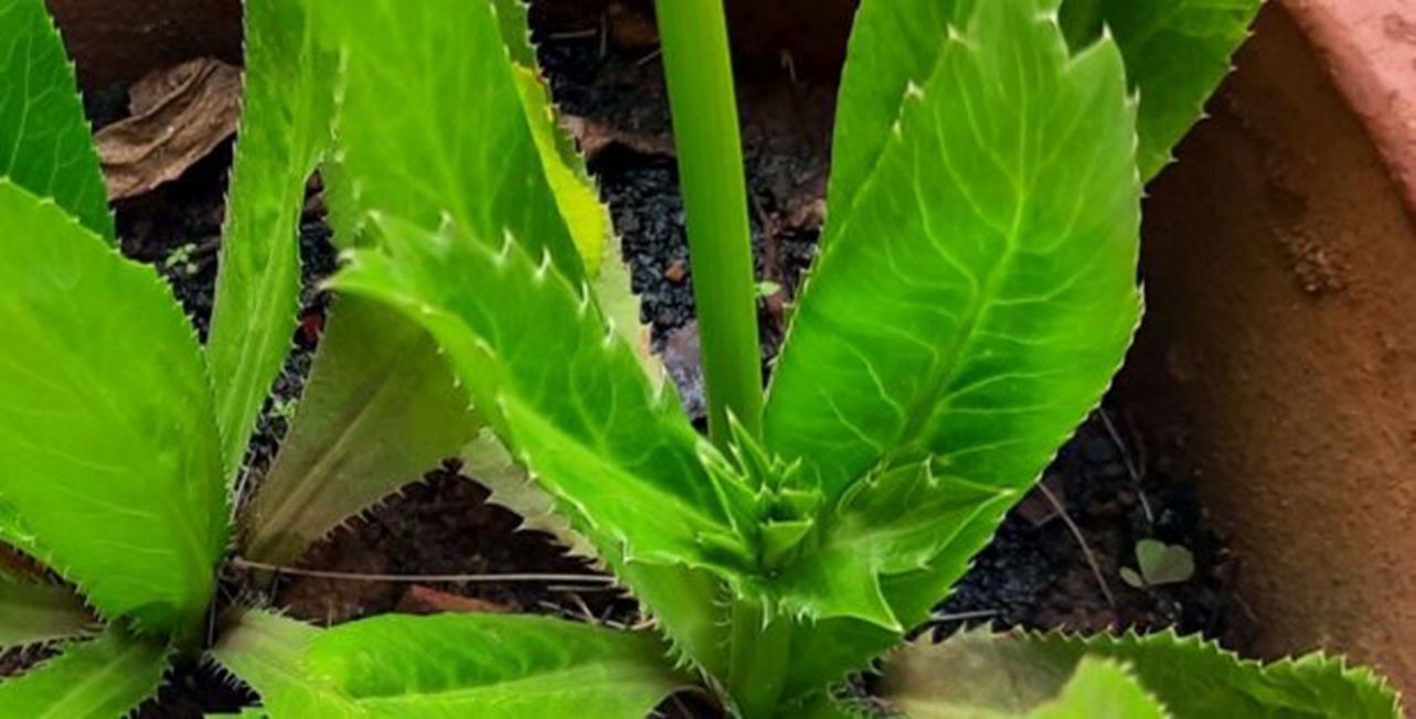 Mexican coriander - new inflorescence