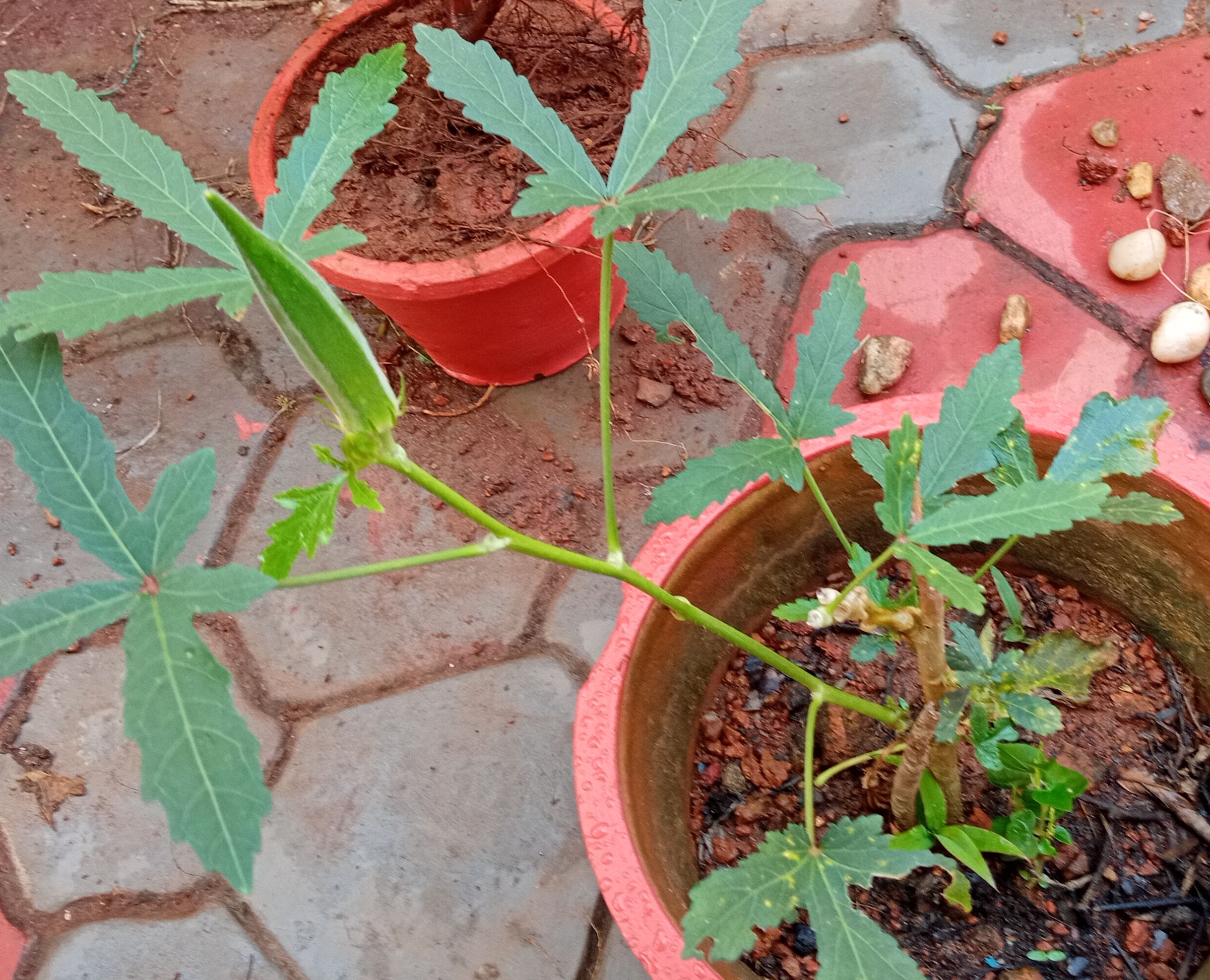 Okra fruit