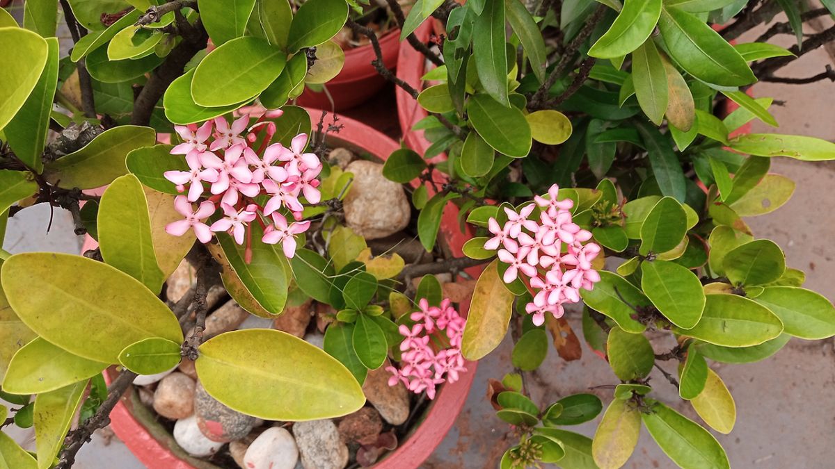 Pink Ixora flowers