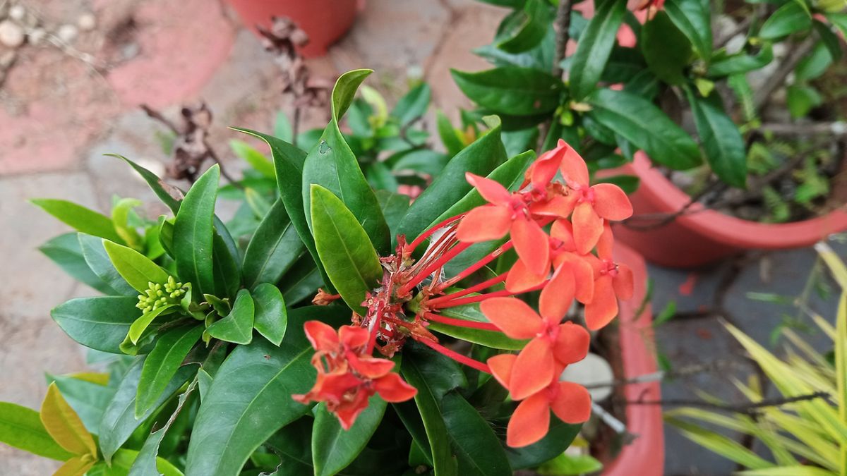 Red Ixora flowers