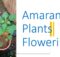 Amaranth Plants Flowering