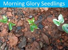 Morning Glory Seedlings