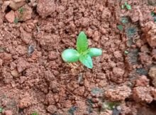 Sunflower sapling