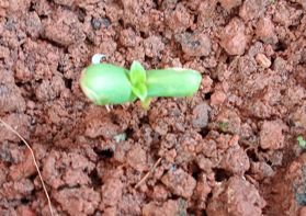 Sunflower seedling