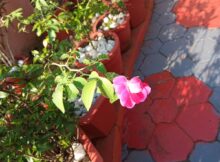 Beautiful dark pink rose flower has opened only half its petals