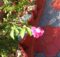 Beautiful dark pink rose flower has opened only half its petals